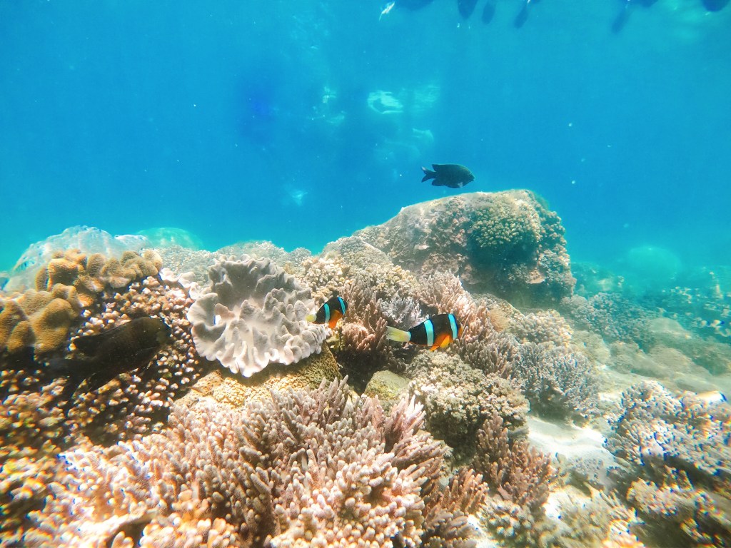 Podcast Ep.77 零距離大自然水族館，暢游海底薰衣草森林！